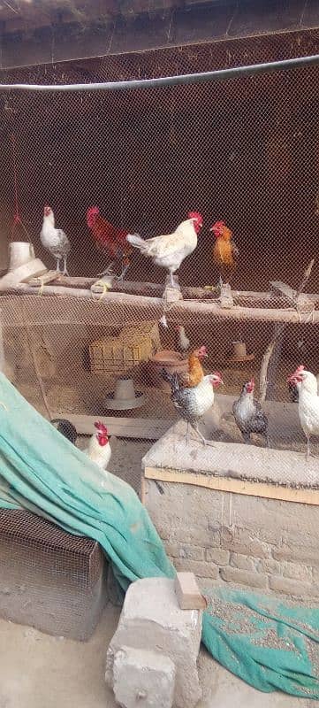 Desi hens, golden misri egg laying hens. 1