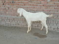 4 qurbani Kay bakray