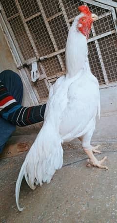 white heera aseel pair and fertile eggs available contact 03235257434