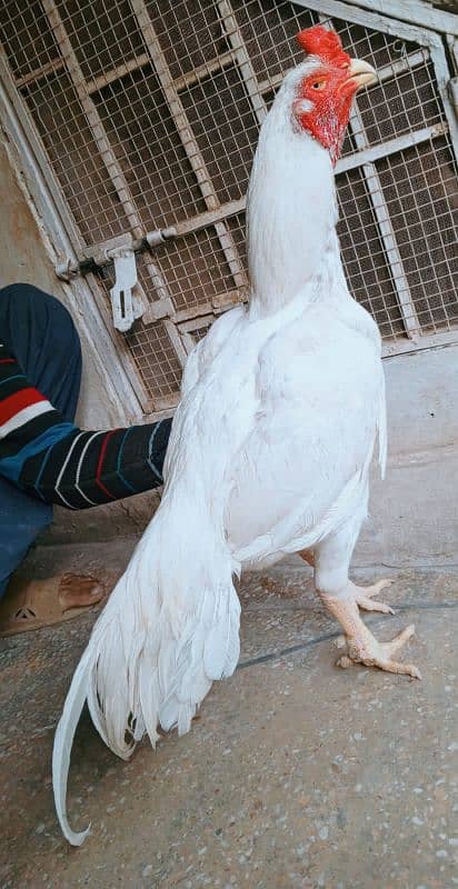 white heera aseel pair and fertile eggs available contact 03235257434 1