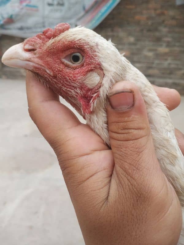 white heera aseel pair and fertile eggs available contact 03235257434 3