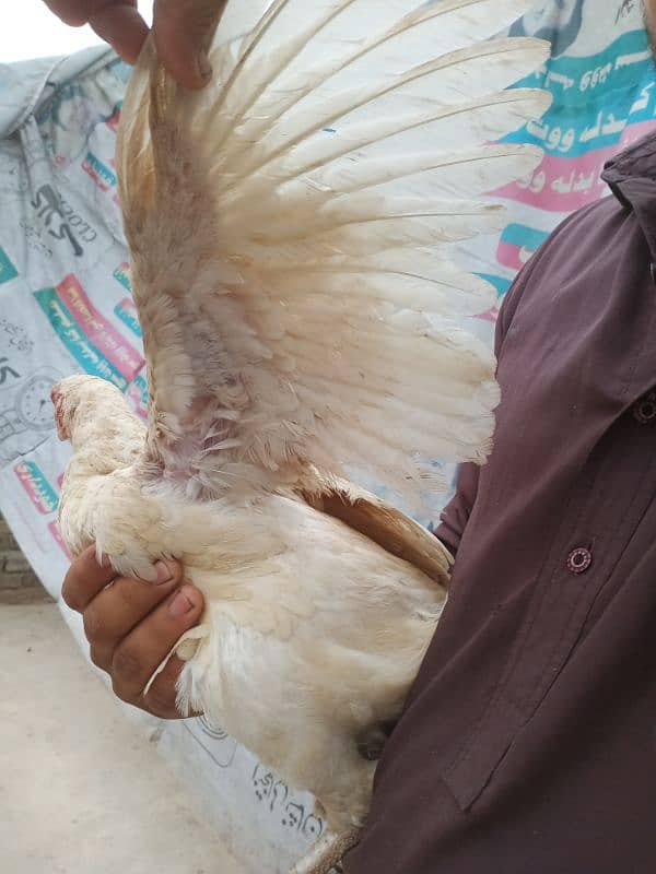 white heera aseel pair and fertile eggs available contact 03235257434 5