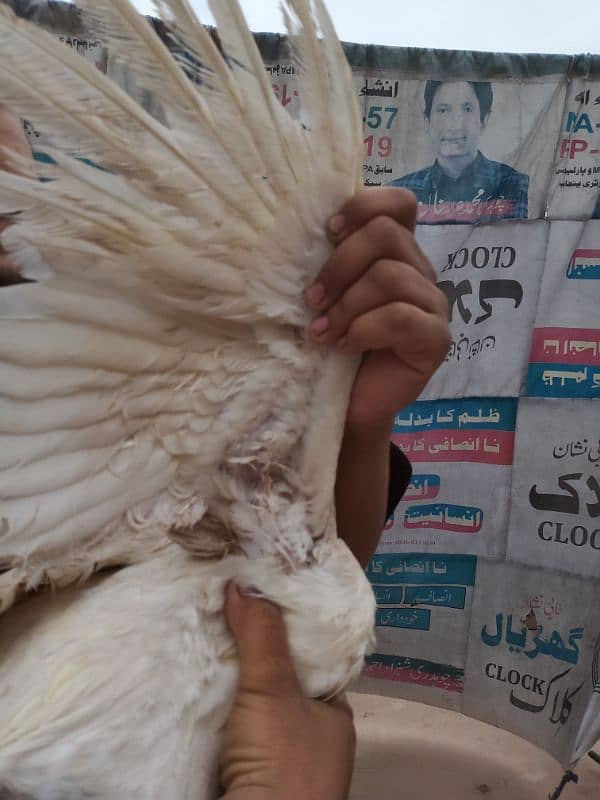 white heera aseel pair and fertile eggs available contact 03235257434 6