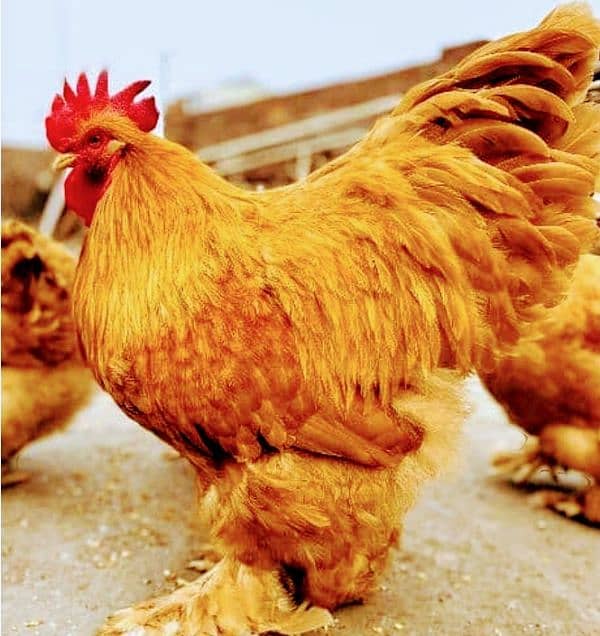 Golden buff chicks, heavy buff chicks, chicks, fancy chicks 4