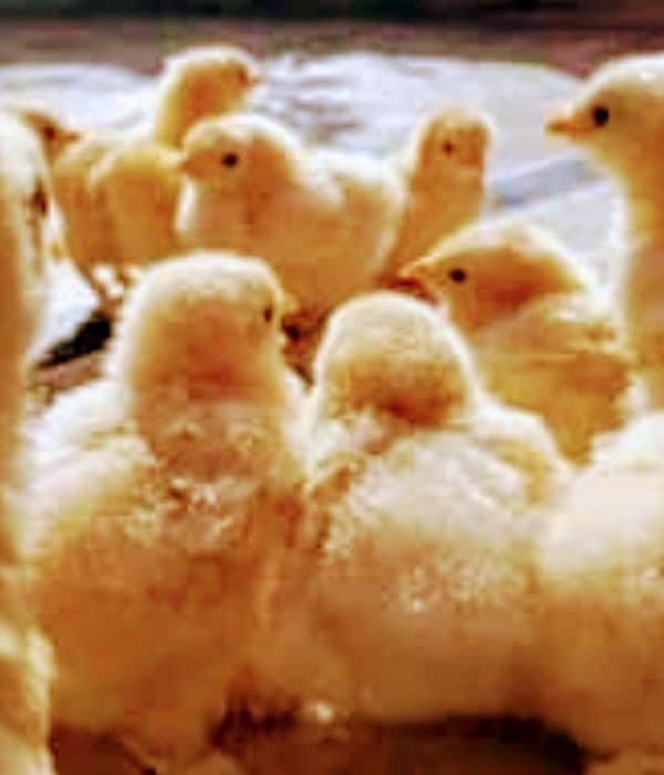 Golden buff chicks, heavy buff chicks, chicks, fancy chicks 5