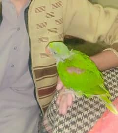 raw  baby parrot coverd  for sale  call num :0309-53/85056