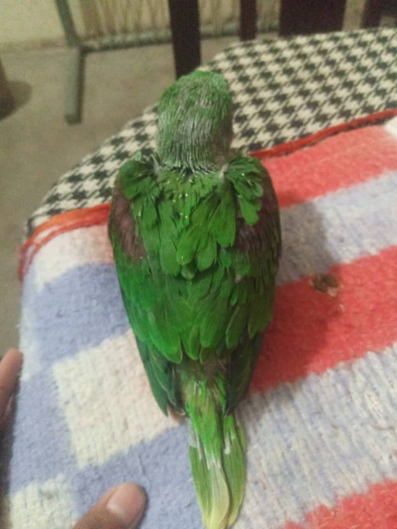 raw  baby parrot coverd  for sale  call num :0309-53/85056 1