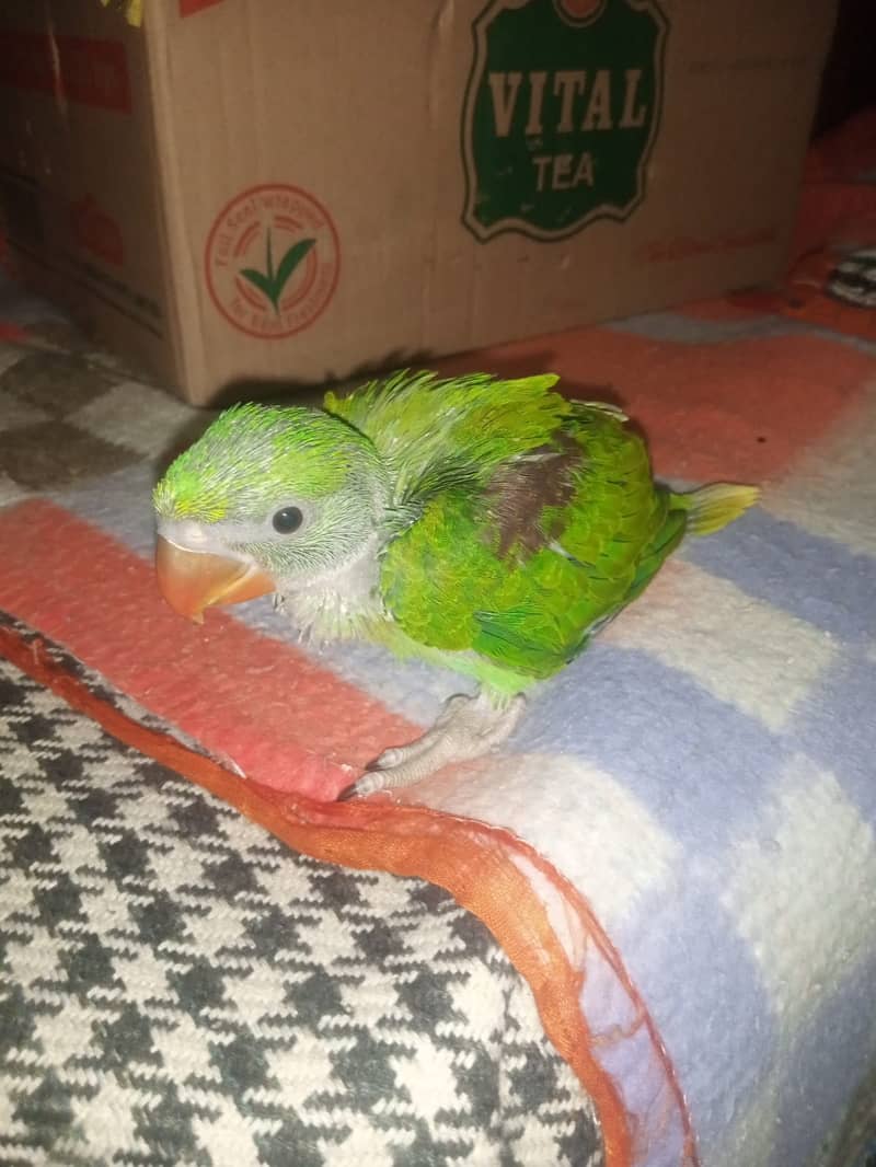 raw  baby parrot coverd  for sale  call num :0309-53/85056 2