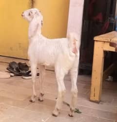 3 month 2 female goats for sale