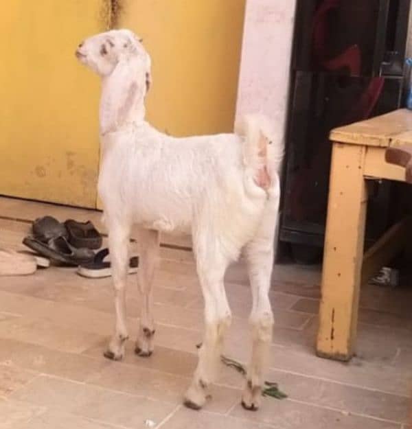 3 month 2 female goats for sale 0