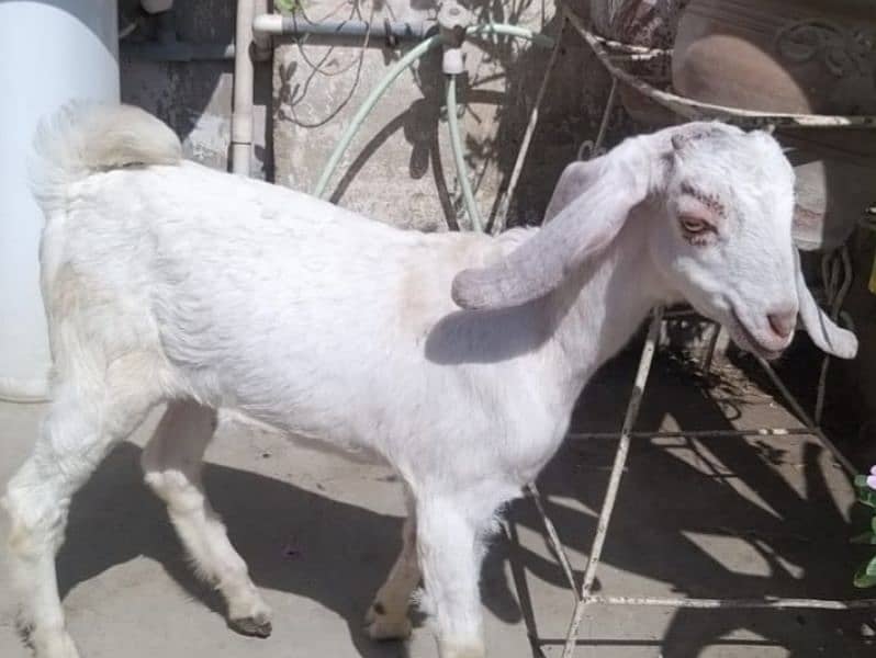 3 month 2 female goats for sale 1