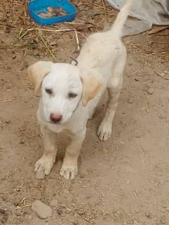 Labrador cross pointer puppy 03001736112