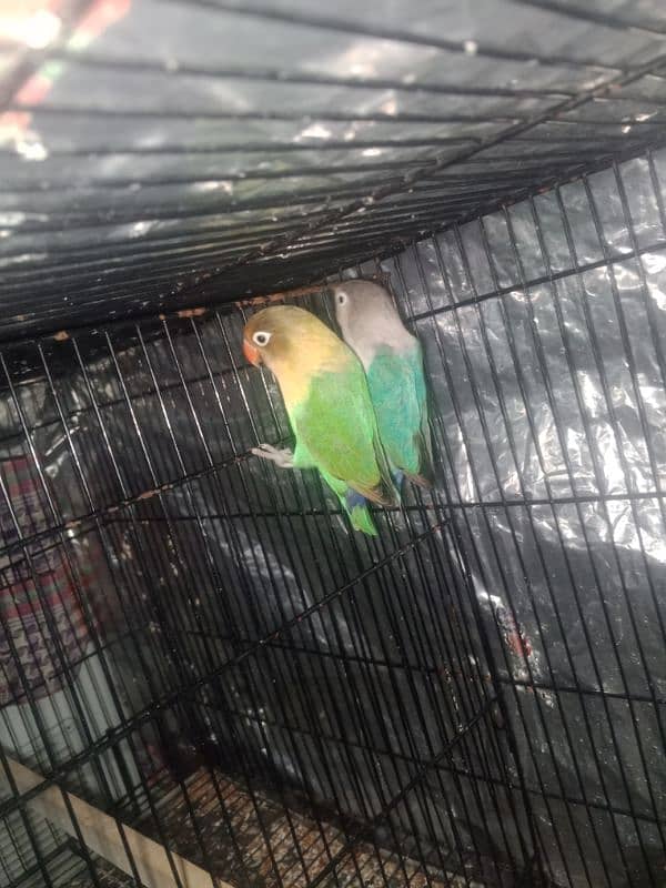 breedr lovebird for sale 0