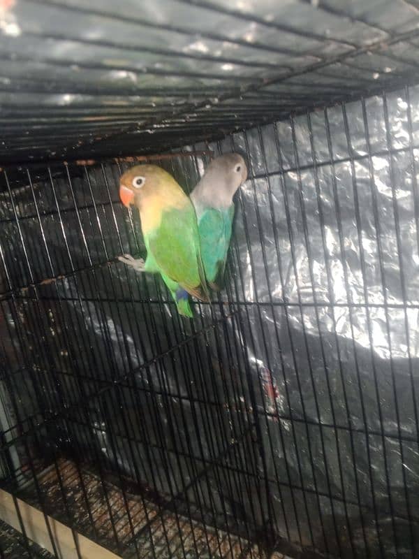 breedr lovebird for sale 2