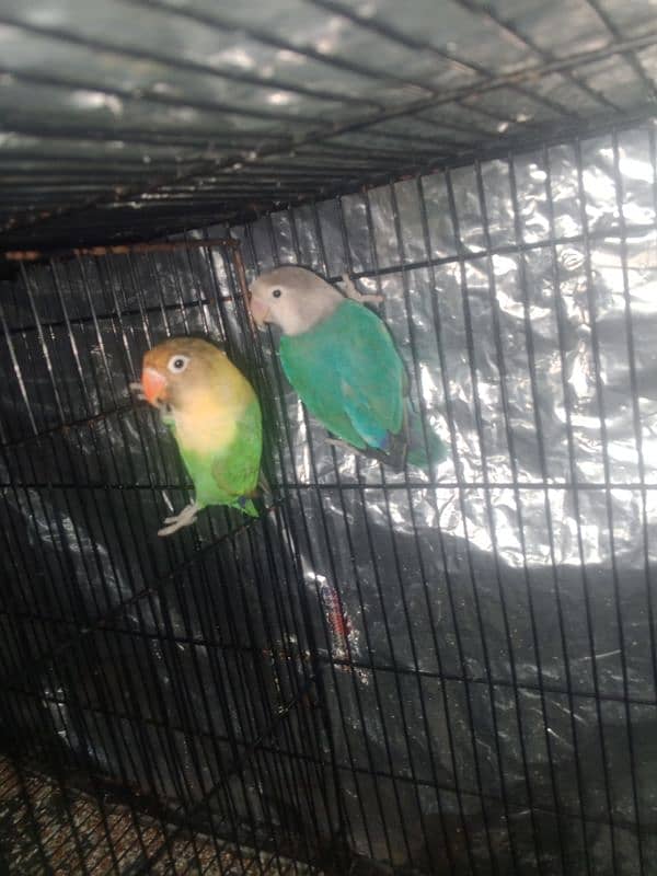 breedr lovebird for sale 4