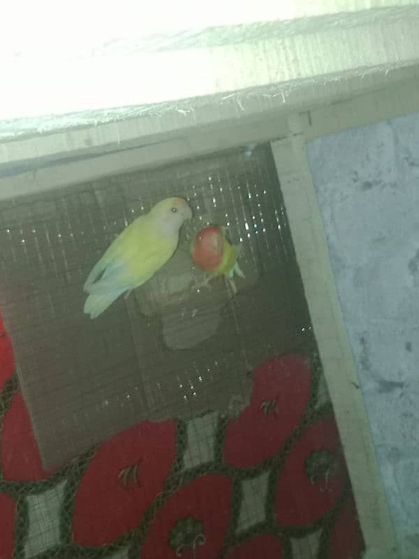 breedr lovebird for sale 5