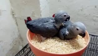 African grey parrot checks for sale03462738809