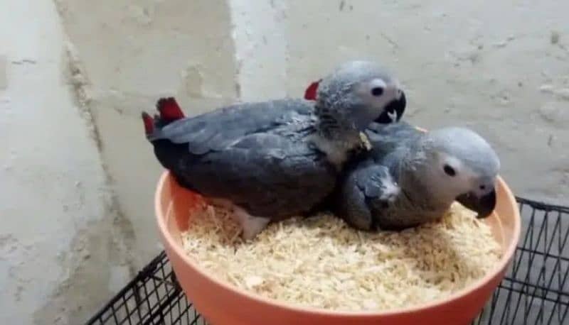 African grey parrot checks for sale03462738809 0