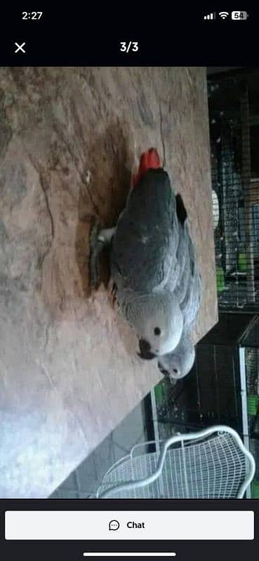 African grey parrot checks for sale03462738809 2