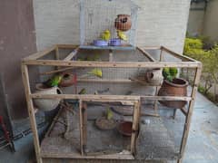 Australian Parrots both male and female with wooden cage