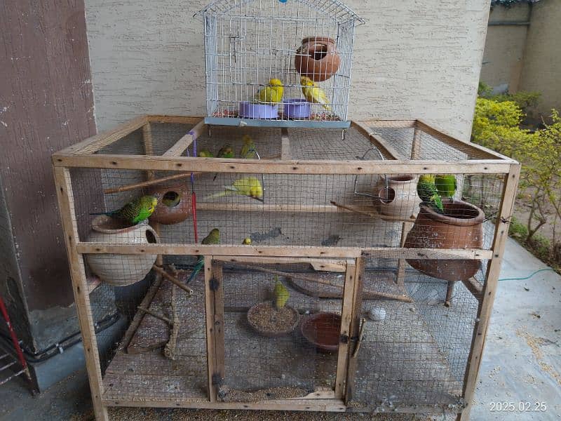 Australian Parrots both male and female with wooden cage 0