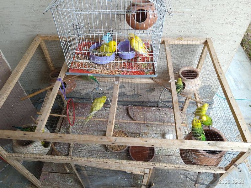 Australian Parrots both male and female with wooden cage 1