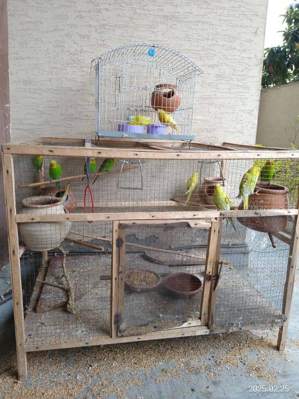 Australian Parrots both male and female with wooden cage 2