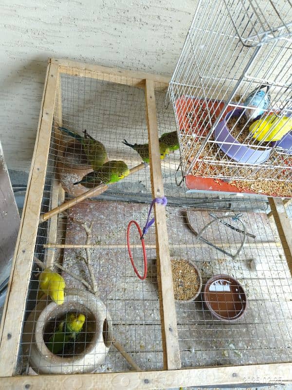 Australian Parrots both male and female with wooden cage 3