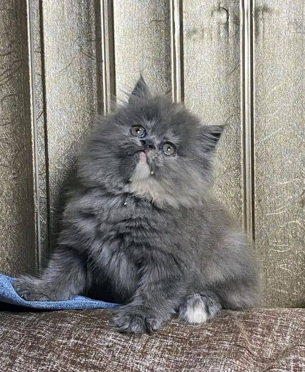 Persian kittens triple coat pair for sale contact whatsap 03292450894 2