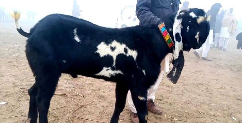 Desi Bakra for urgent sale WhatsApp 0313,4935016 1