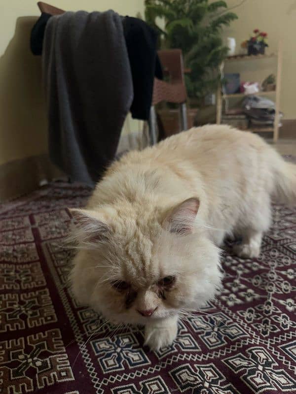 persian cat 0