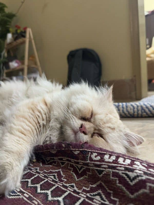 persian cat 1