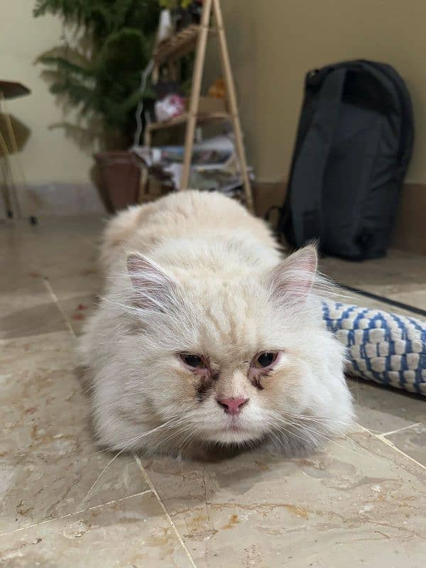 persian cat 2