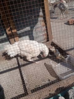 Heera Hen with Chicks White bangam madi