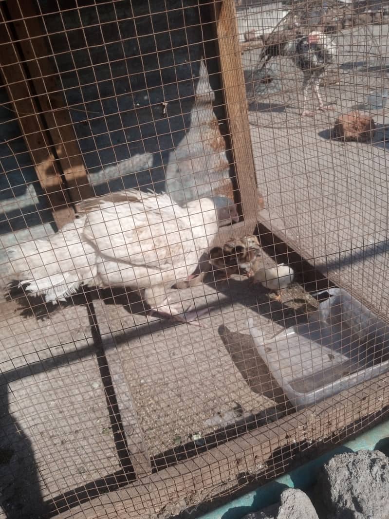 Heera Hen with Chicks White bangam madi 1