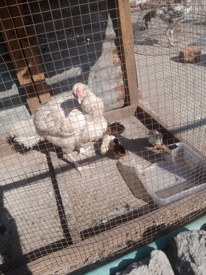 Heera Hen with Chicks White bangam madi 2