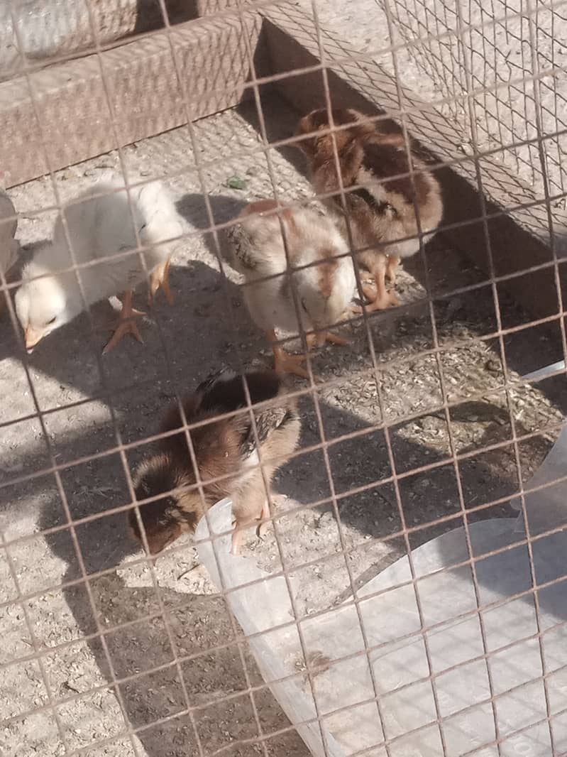 Heera Hen with Chicks White bangam madi 3