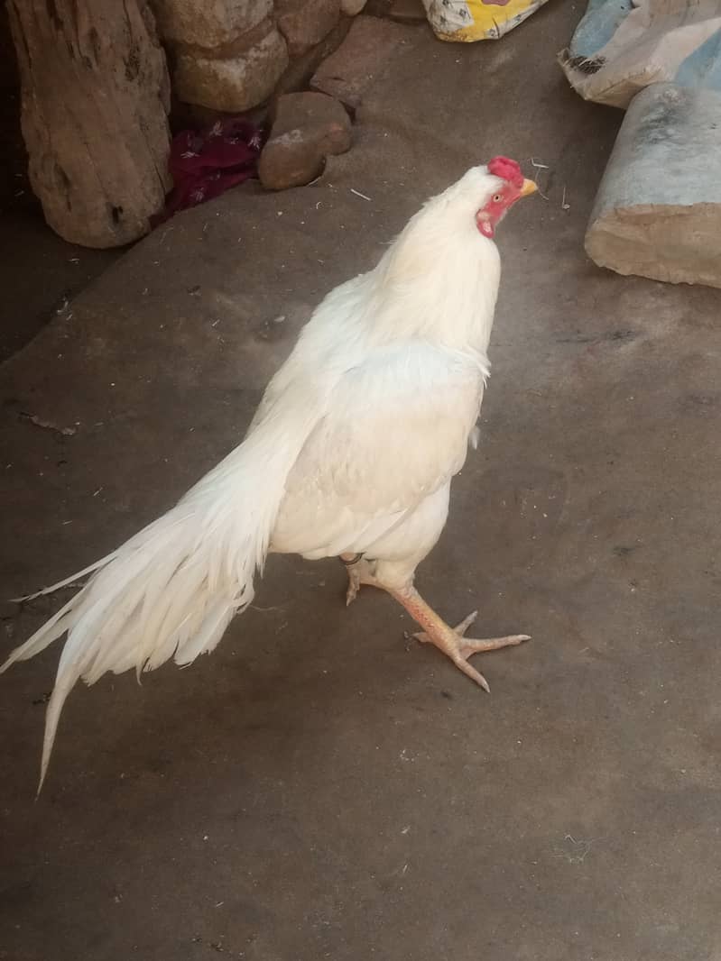 Heera Hen with Chicks White bangam madi 5