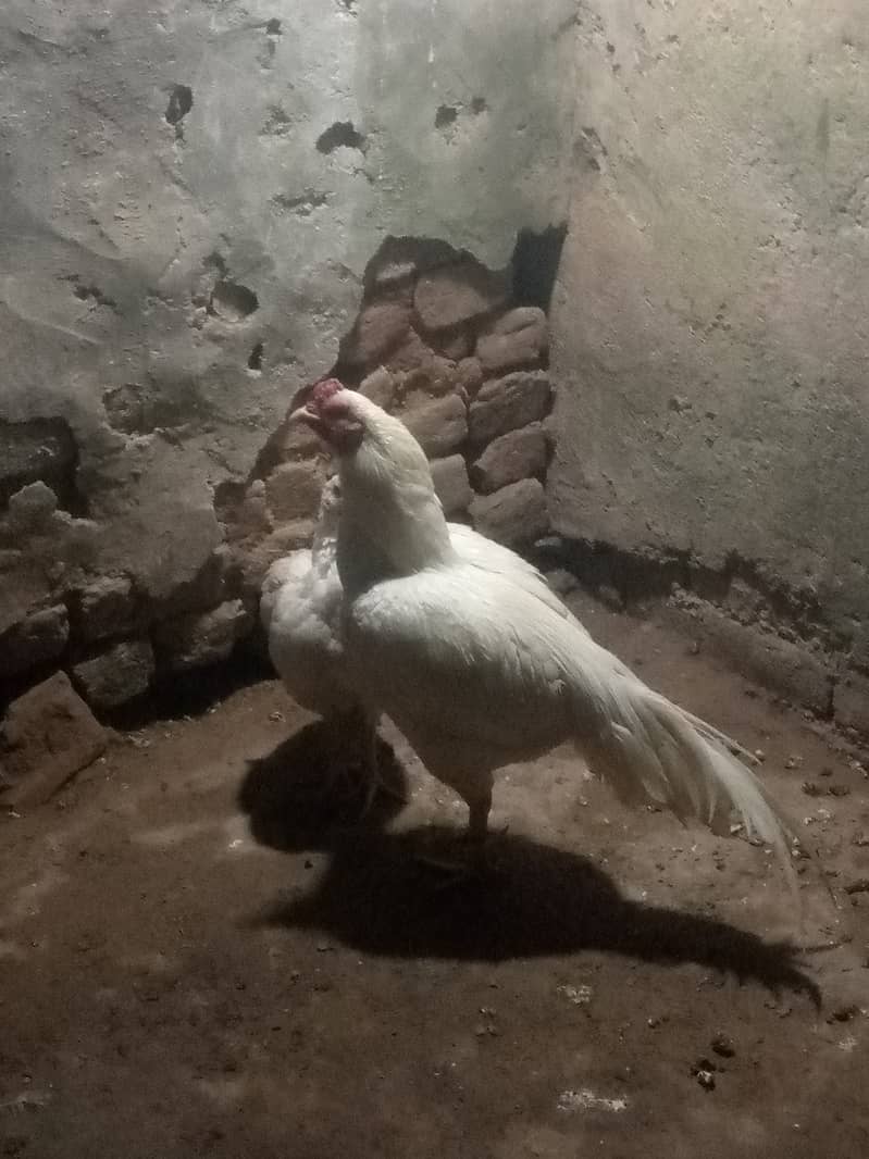 Heera Hen with Chicks White bangam madi 6