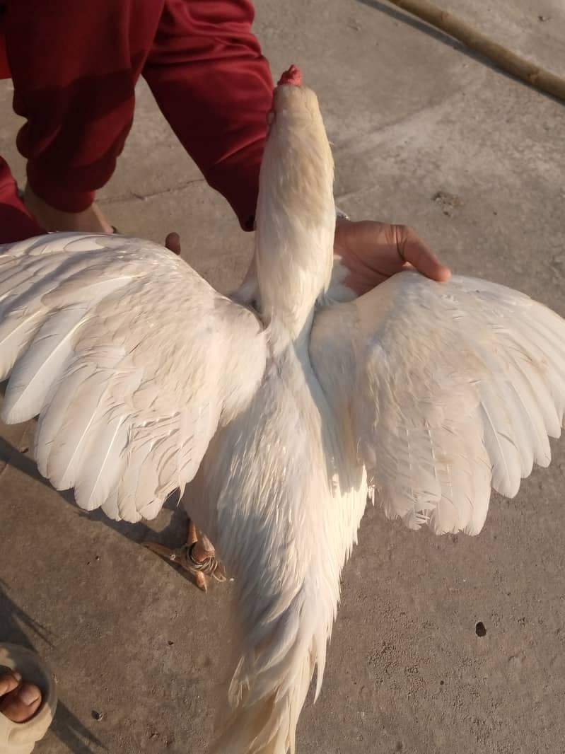 Heera Hen with Chicks White bangam madi 7