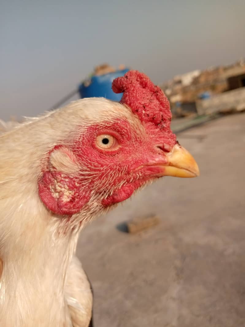 Heera Hen with Chicks White bangam madi 8