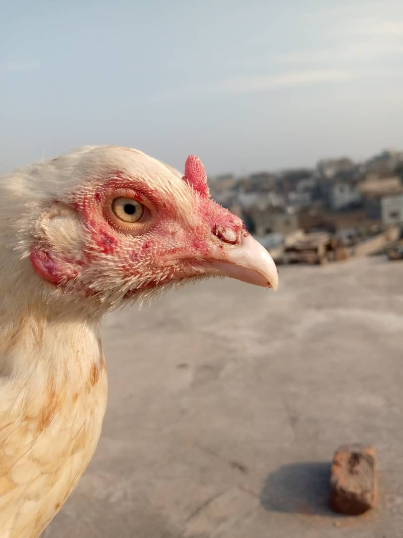 Heera Hen with Chicks White bangam madi 9