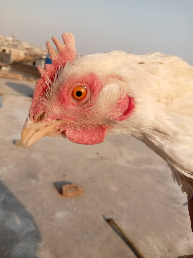 Heera Hen with Chicks White bangam madi 10