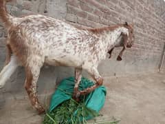 Bakra