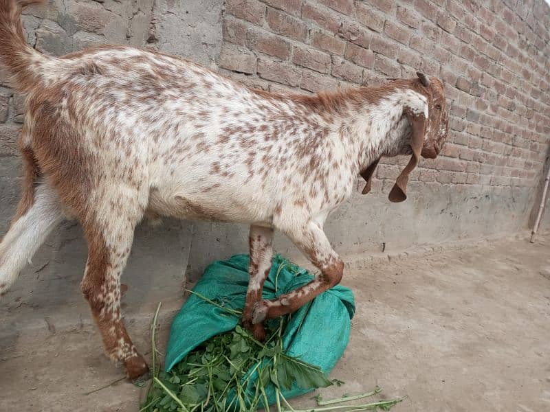 Bakra for sale qurbani mobile number 03018576089 0