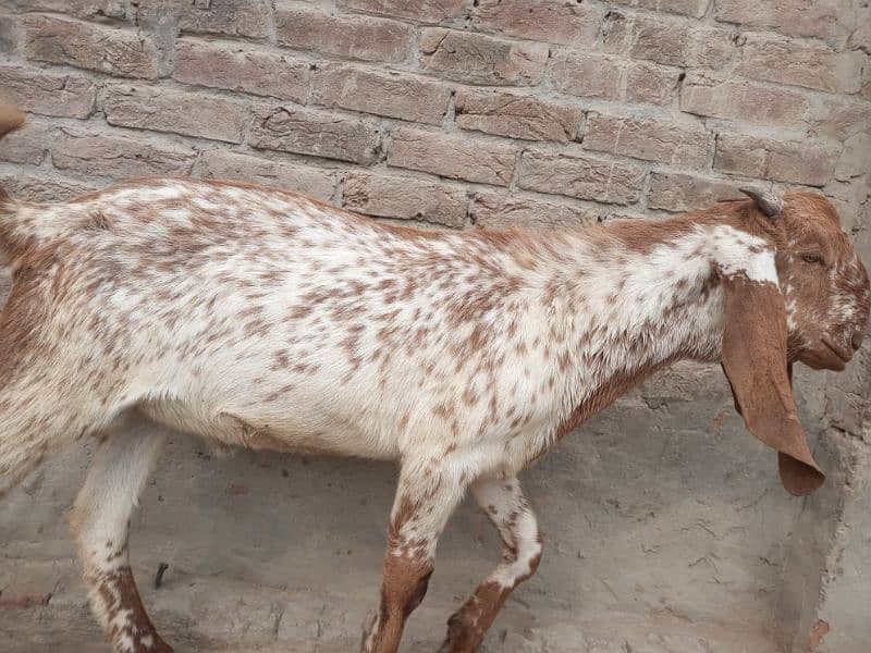 Bakra for sale qurbani mobile number 03018576089 1