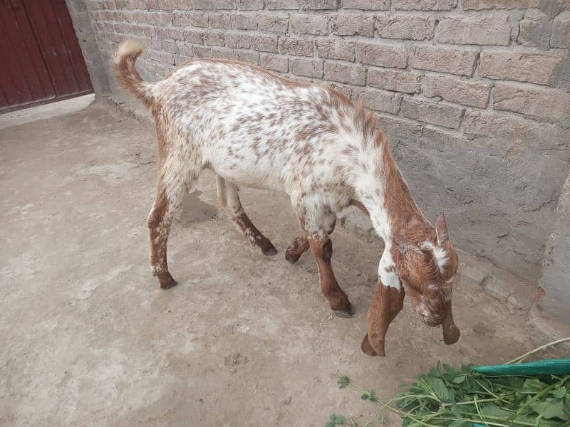 Bakra for sale qurbani mobile number 03018576089 2