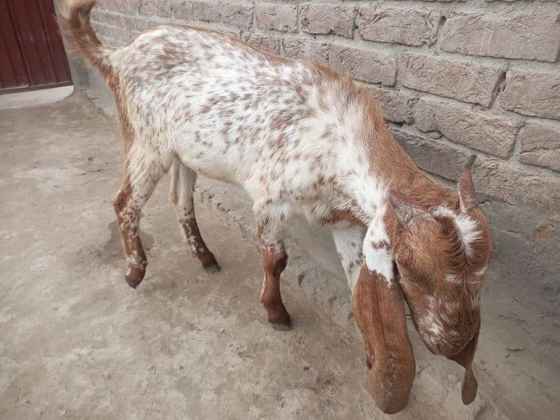 Bakra for sale qurbani mobile number 03018576089 3