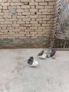 pigeons