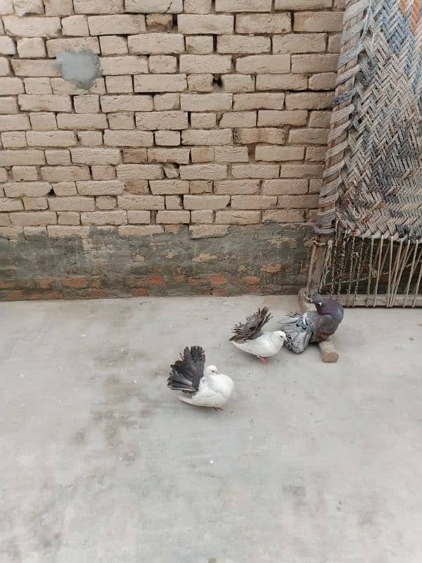 pigeons 0